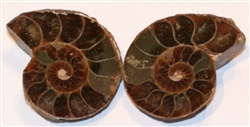 Ammonite Fossil - Matched Halves