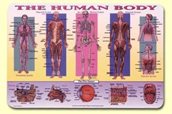 Human Body Placemat