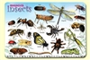 Bugs Insects & Arachnids Placemat