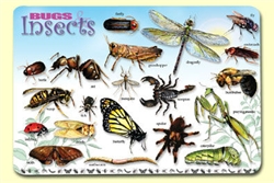 Bugs Insects & Arachnids Placemat