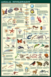 Animal Development Poster -Laminated