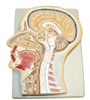 Sagittal Section of the Human Head Model