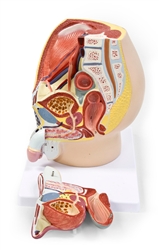 Male Half-Pelvis Model