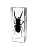 Mountain Stag Beetle Paperweight