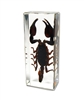 Black Scorpion Paperweight