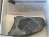 Trilobite Fossil in Matrix