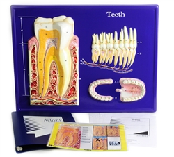 Teeth Model Activity Set