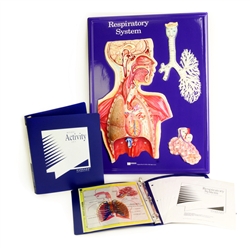 Respiratory System Model Activity Set