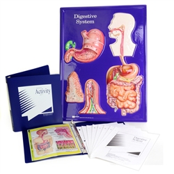 Digestive System Model Activity Set