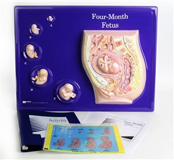 Fetus Model Activity Set, Four Month