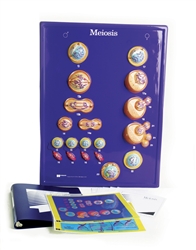 Meiosis Model Activity Set