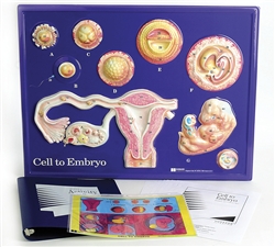 Cell To Embryo Model Activity Set