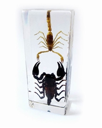 Scorpion and Black Scorpion Block Paperweight