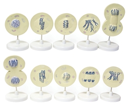 Cell Meiosis Model