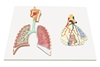 Respiratory System Model w/Magnified Alveolus