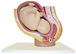 Pregnancy Pelvis Model