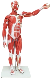 Muscular Figure 85cm 27 parts