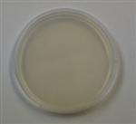 Starch Agar Prepared Plate -Set of 10