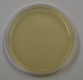 Brain Heart Infusion Agar Prepared Plate -Set of 10