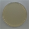 Cetrimide Agar  Prepared Plate -Set of 10 plates