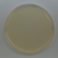 Cetrimide Agar  Prepared Plate -Set of 10 plates