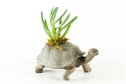 Sheldon Turtle Funky Flora