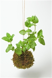 Mint Kokedama (String Garden)