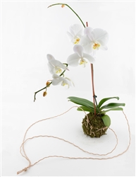 Orchid Kokedama (String Garden)