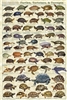 Turtles. Tortoises & Terrapins - Laminated