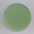 Bismuth Sulfide Agar 25ml Set of 10 plates