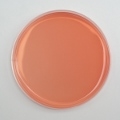 Mannitol Salt Agar 10 Plates