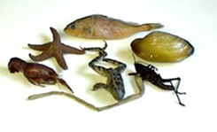 Set of Dissecting Specimens
