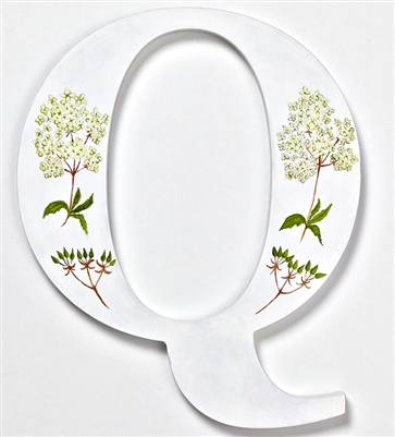 The letter 'Q' depicting the wild flower Queen Anne's Lace from our unique Wild Flower Alphabet