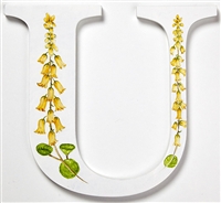 The letter 'U' depicting the latin name Umbilicus Rupestriz from our unique Wild Flower Alphabet.