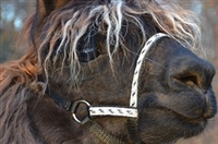 Bling Llama Halter