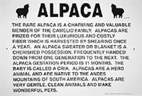 Alpaca Information Sign - Huacaya or Suri