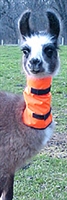 Cria Hunting Season Neckband