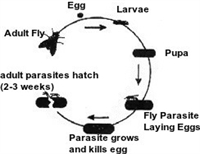 Fly Parasite Plans