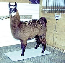 PS1000 Camelid Scale (Llama or Alpaca)-FREE SHIPPING