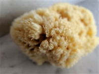 Sea Wool Sponge