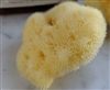 Mediterranean Silk Sponge