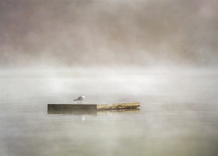 Dock in the Mist by Hal Halli