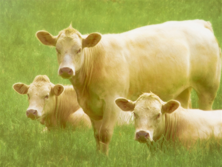 Three Cows in a Pasture by Hal Halli