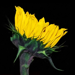 Sunflower Profile on Black by Hal Halli