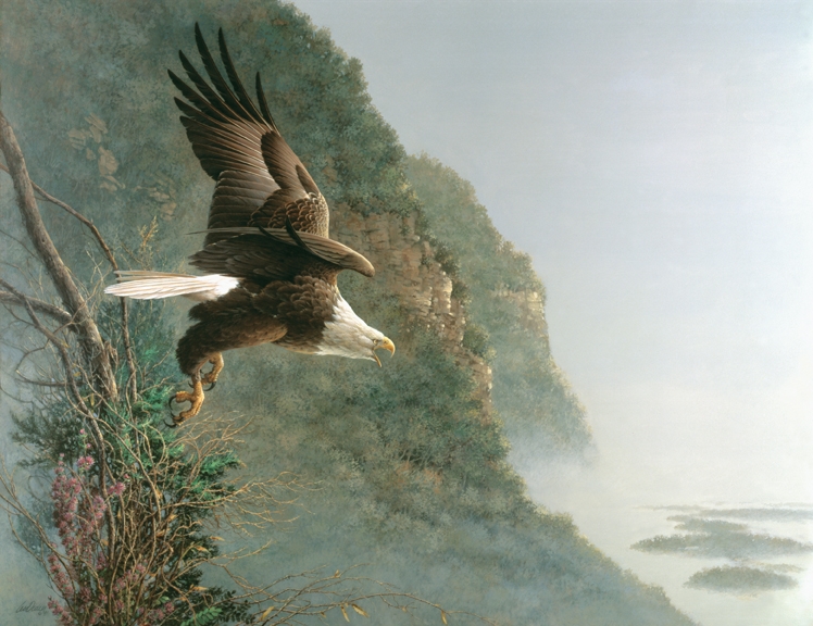 Quest - Bald Eagle