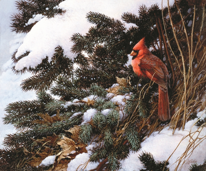 Winter Grotto Cardinal
