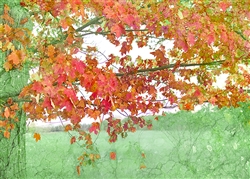 Autumn Delight by Hal Halli