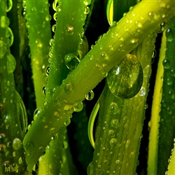 Early Morning Greens by Hal Halli