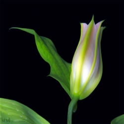 To Blossom a Lilly by Hal Halli