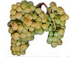 Chardonnay Lanza Suisun Grapes